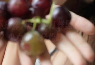 黑料不打烊黑料网入口在哪？少女带你轻松吃瓜爆不停